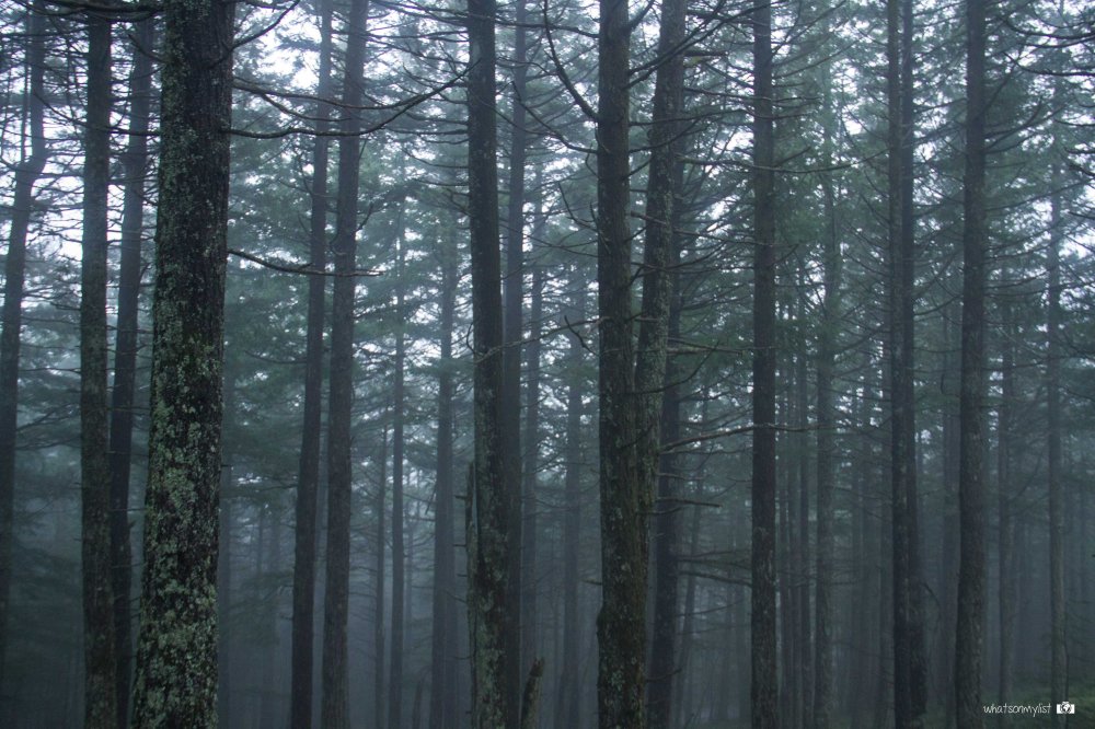 whatsonmylist_WA Orcas island into the woods